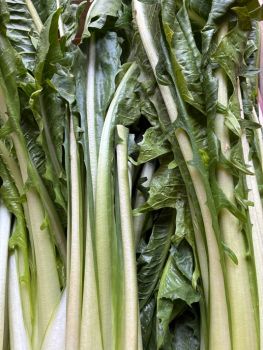 BIO Catalogna Löwenzahn Salat 1 Stk