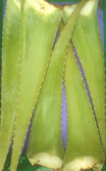 BIO Aloe Vera Blätter frisch 1 Stk