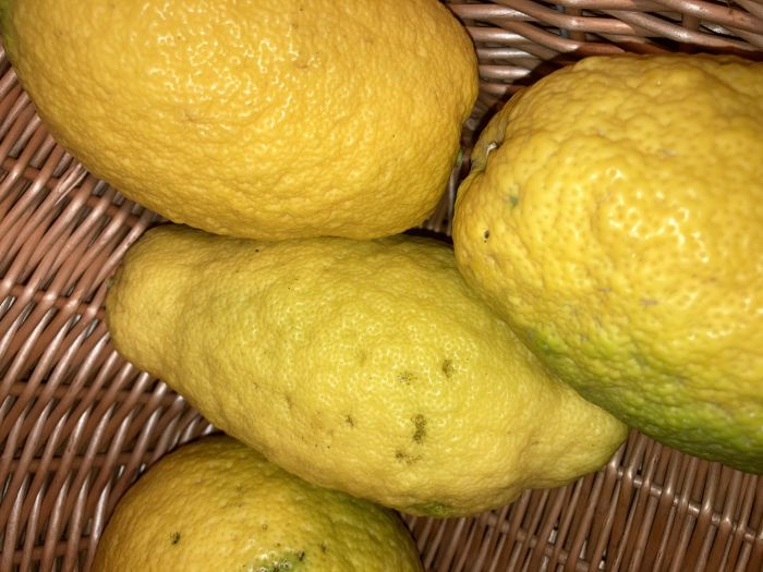BIO Zitronatzitrone  Cedro 1 Stk