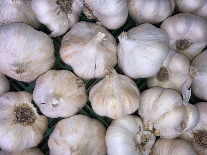 BIO Knoblauch 1 Stk