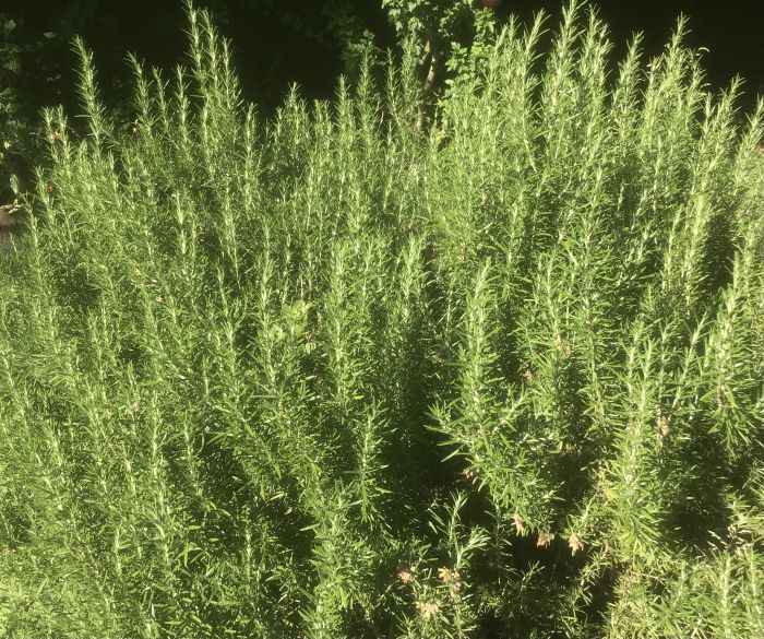 HAUSGARTEN frischer Rosmarin 1 Bd.