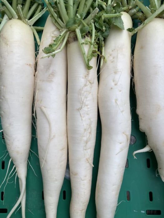 BIO Weißer Rettich Daikon 1 Stk