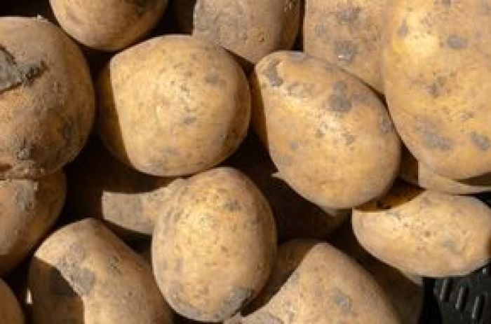 BIO Erdäpfel mehlig 1 kg