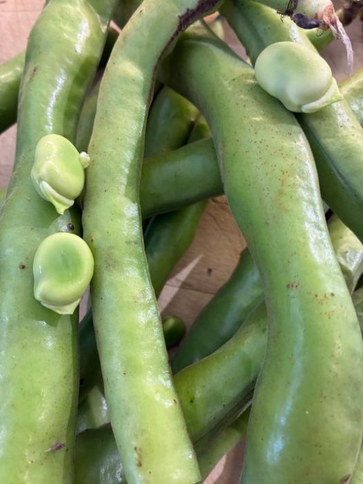 BIO Dicke Bohnen 1 kg