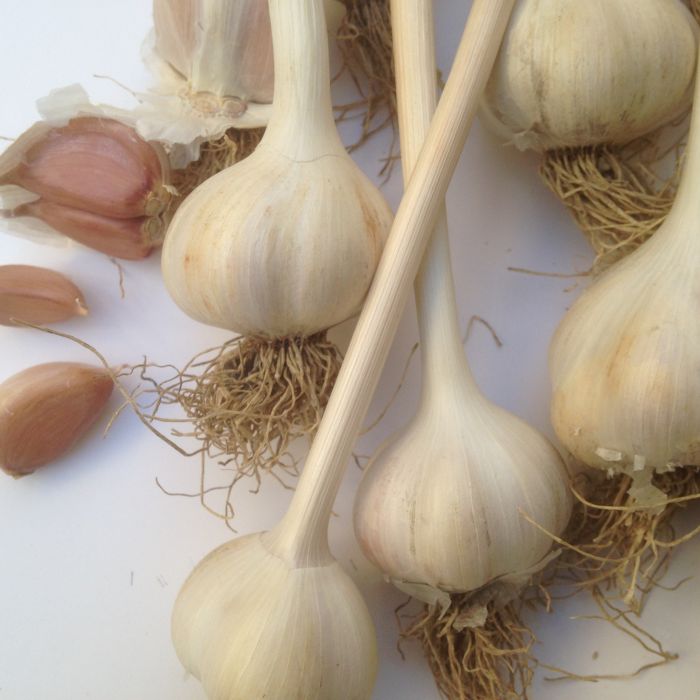 HAUSGARTEN Weingartenknoblauch 1 Stk